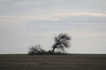 Одиночество / Старые деревья