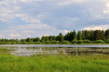 озеро с лилиями / лето