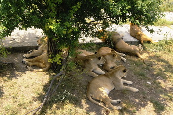 Прайд львов / Парк Тайган - свободная для львов территория.