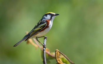 Chestnut-sided Warbler (male) / Желтошапочный лесной певун ,хотя перевод с английского звучит нескоько иначе: Каштаново-бокий певун.
Нашел еще один источник , который более-менее дал соответствующий перевод;
Рыжебокая древесница.
Chestnut-sided Warbler поет два типа песен: одна с акцентом в конце, другая - нет. 
Первый используется перед прилетом самок и в начале цикла гнездования. 
Второй используется при воспитании молодняка.