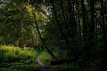 Тропинка / Вечерний лес