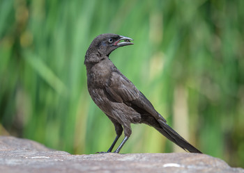 Common grackle (female) / Обыкновенный гракл (самка)
Обыкновенные гракли - находчивые фуражиры.
Иногда они следуют за плугом , чтобы ловить беспозвоночных и мышей,
заходят в воду, чтобы ловить мелкую рыбу,
собирают пиявок с ног черепах ,
крадут червей у американских робинов, совершают набеги на гнезда,
убивают и едят взрослых птиц:(((