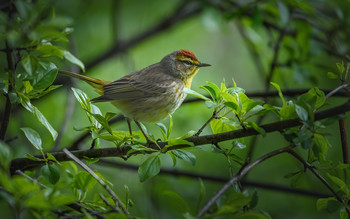 Palm Warbler / Пальмовый лесной певун