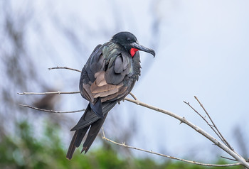 Magnificent Frigatebird (male) / Великолепный фрегат (самец)
Фрегатные птицы - единственные морские птицы, у которых самец и самка выглядят по-разному.
У самок темная голова и светлое оперение на груди.
Период размножения Великолепного фрегата исключительно длительный.
Самцы и самки насиживают яйца примерно в течение 56 дней, и,
вылупившись, птенцы не покидают гнездо, пока им не исполнится 167 дней.
Даже после того, как они покидают гнездо, самки продолжают кормить их, пока им не исполнится один год.