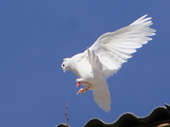 Голубь / Крымский Бескружный голубь идёт на посадку