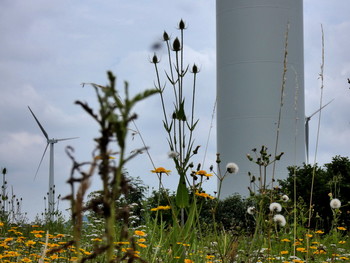 &nbsp; / eine Blühwiese am Windpark