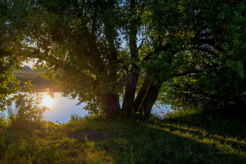 У озера. / Старая ива у озере Студёное.