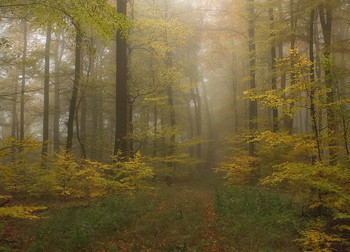 По осенним тропинкам.. / Туманное утро в осеннем лесу .