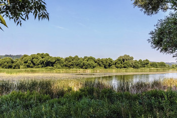 У озера.. / Озеро летним утром. Из-за зарослей, из тени под деревьями.. Уходящее вправо, и народ когда уже купается вдали. Ясное утро у озера. С естественной рамкой из ветвей деревьев..