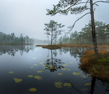Пасмурное утро / Озёрно-болотистый комплекс на севере области.
Из фотопроекта «Магия Ленинградской области».