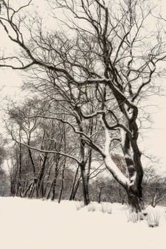 абстракция / Зима, деревья, тишина.