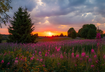 Вологодский закат / Цветущая поляна иван-чая. Картина лета. 
Вожегодский район, Вологодская область.
Середина июля, 2021 года.