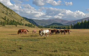 Вожак / Горный Алтай, на берегу р. Аргут. Вожак привёл своих полудиких сородичей к нашим коням. Интересно было наблюдать как они играя знакомились.