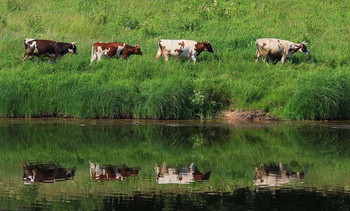 Организованной толпой коровы шли на водопой. / Снято на Мсте около Боровичей.