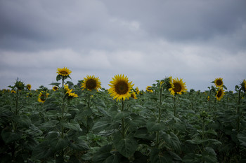 где же солнышко? / поле подсолнухов....