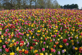 Все цвета радуги / Парк Кёкенхоф, Нидерланды