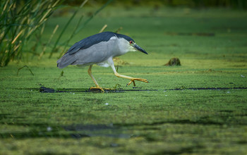 Black-crowned night heron / Обыкновенная кваква птица семейств цаплевых, имеет короткую по сравнению с другими цаплями шею и короткий, но крепкий и мощный клюв. Ноги тоже короче, чем у остальных цапель. 
 Обитает практически во всем мире, их нет только в Австралии. Некоторые кваквы зимуют в Экваториальной Африке.