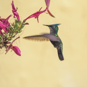 Antillean crested hummingbird / Хохлатый калибри - птица-эндемик , живущая только на Малых Антильских островах-Saint Lucia
 
Этот вид колибри считается самым маленьким на Антилах, везде в описаниях пишут , что длина их тела 8-9 см., хотя на мой взгляд размер не превышал 5-6 см.
Как и другие виды калибри, хохлатые калибри умеют "замирать" в воздухе при добыче нектара.
При этом, скорость их крыльев составляет 70-80 взмахов в секунду и они становятся практически не видны человеческому глазу, а скорость в движении до 60-70 км/ч.
Могу лишь добавить, что хохолок у птички необычайно красив и в зависимости от освещения краски варьируются от голубого неона до темно зеленого.
Перемещение птицы напоминаете сверкание изумруда\сапфира