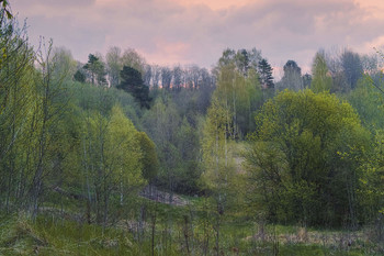 Весенний лес / Ранним утром