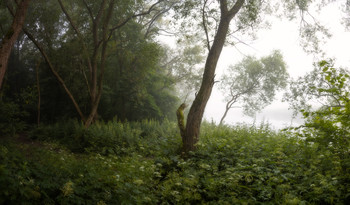 Деревья в тумане / Пейзаж Беларуси