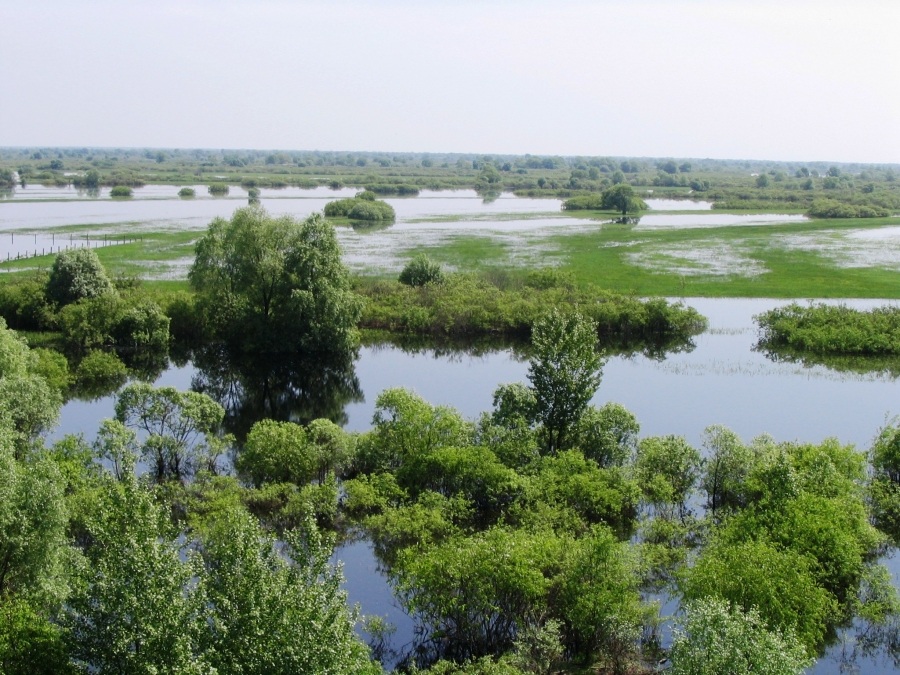 Беларусь синеокая картинки