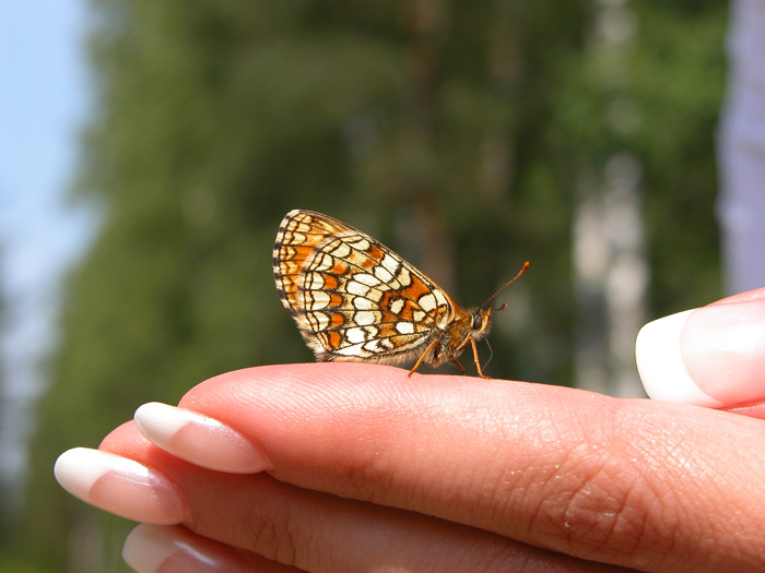 Бабочка автор. Бабочка автор. Бабочка автор. Бабочка коричневая с оранжевыми пятнами. Бабочка автор.