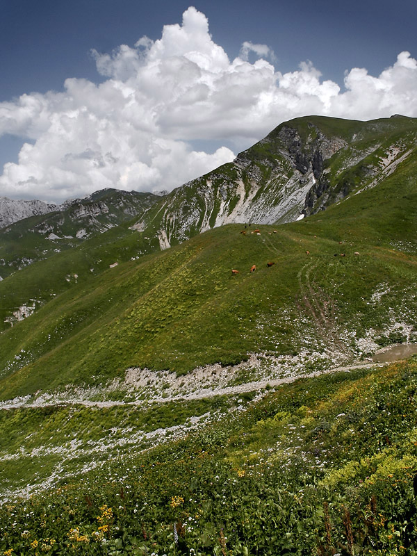 Гора арабика в абхазии фото