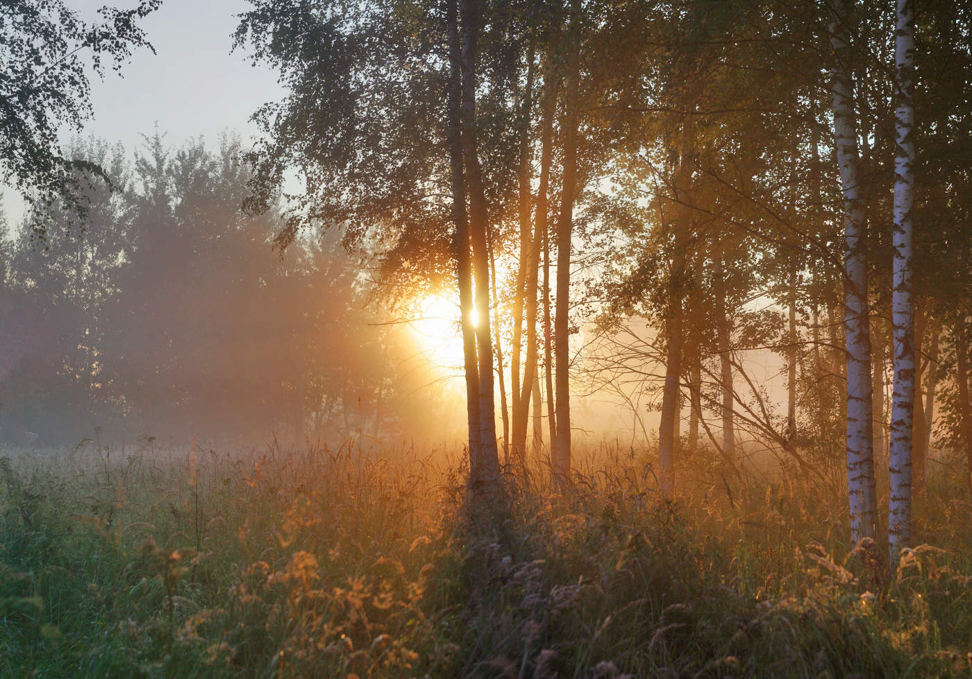 фото с добрым утром лес