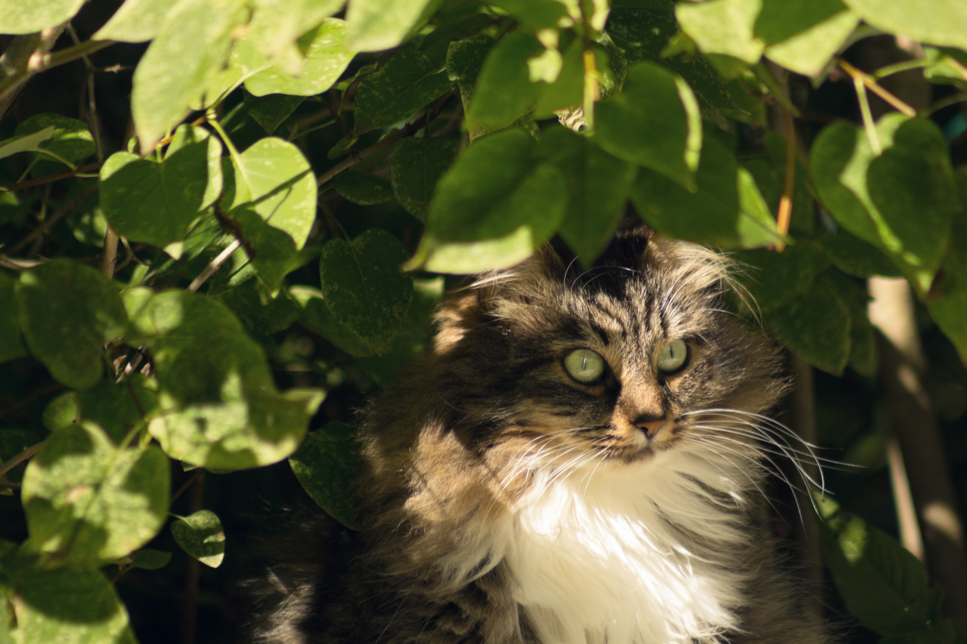 Кот в засаде. Красивая кошка на природе. Кот в кустах. Красивые коты. Кот на грядке.