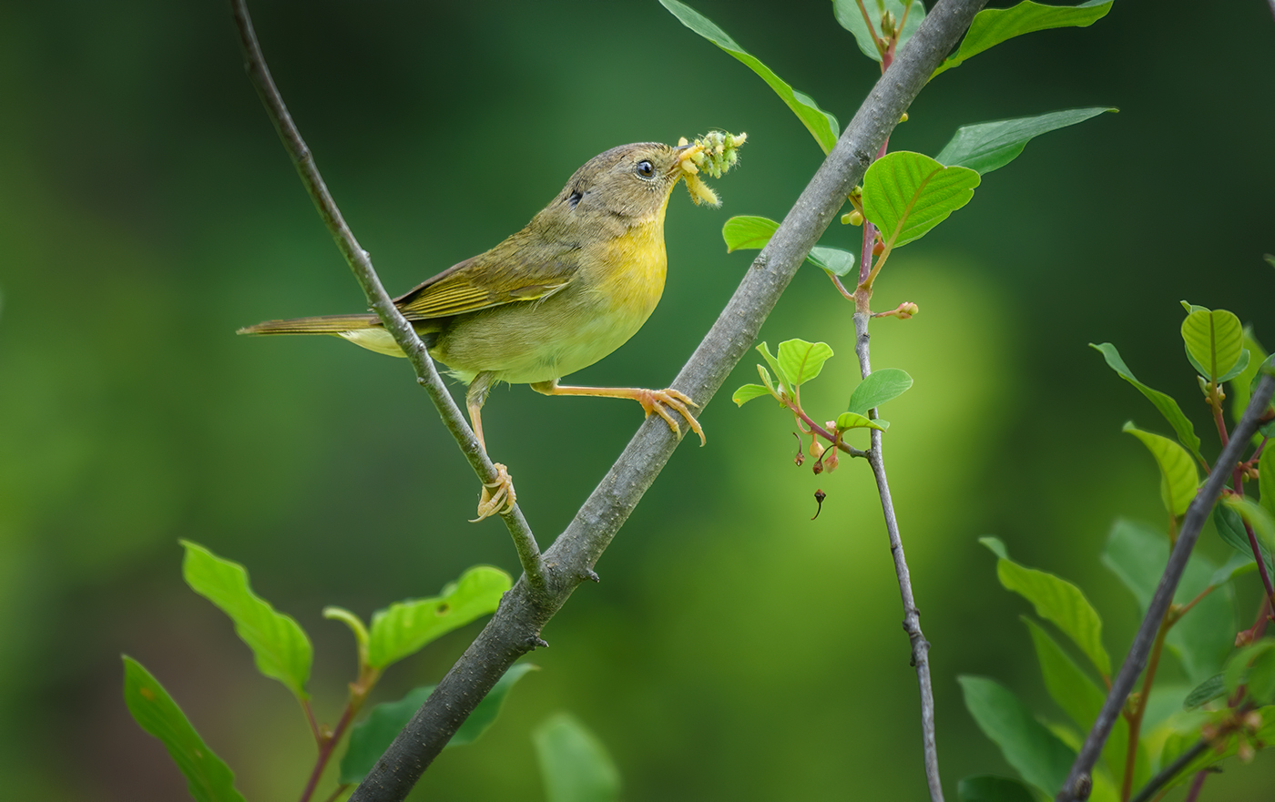 Желтогорлый певун (Geothlypis trichas)