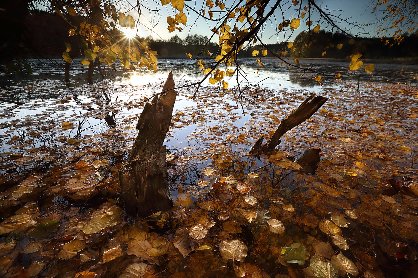 Упавшая листва в лесу осенью