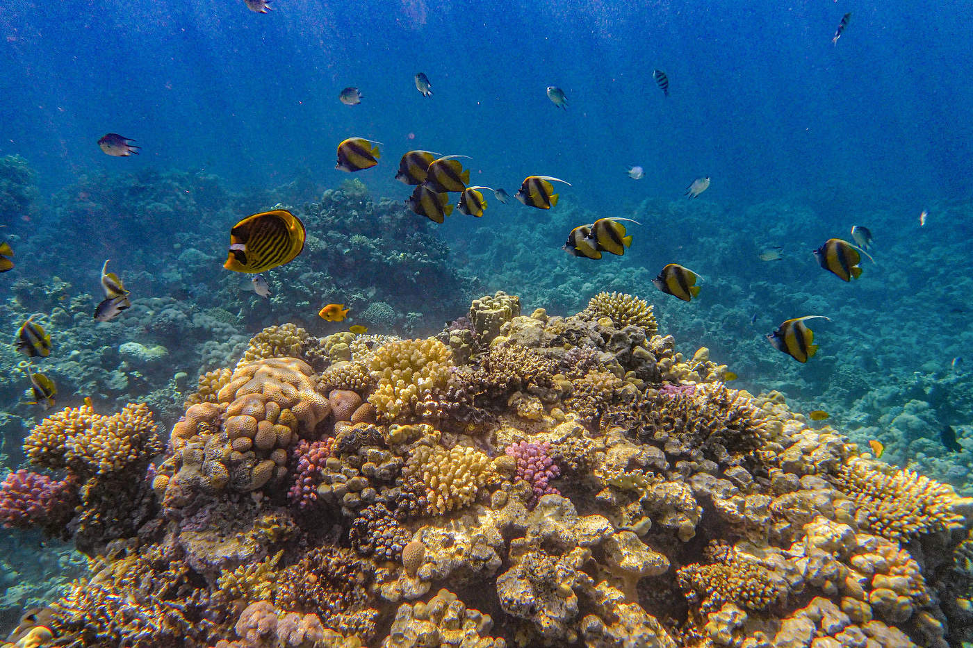 рыбы египта фото на красном море