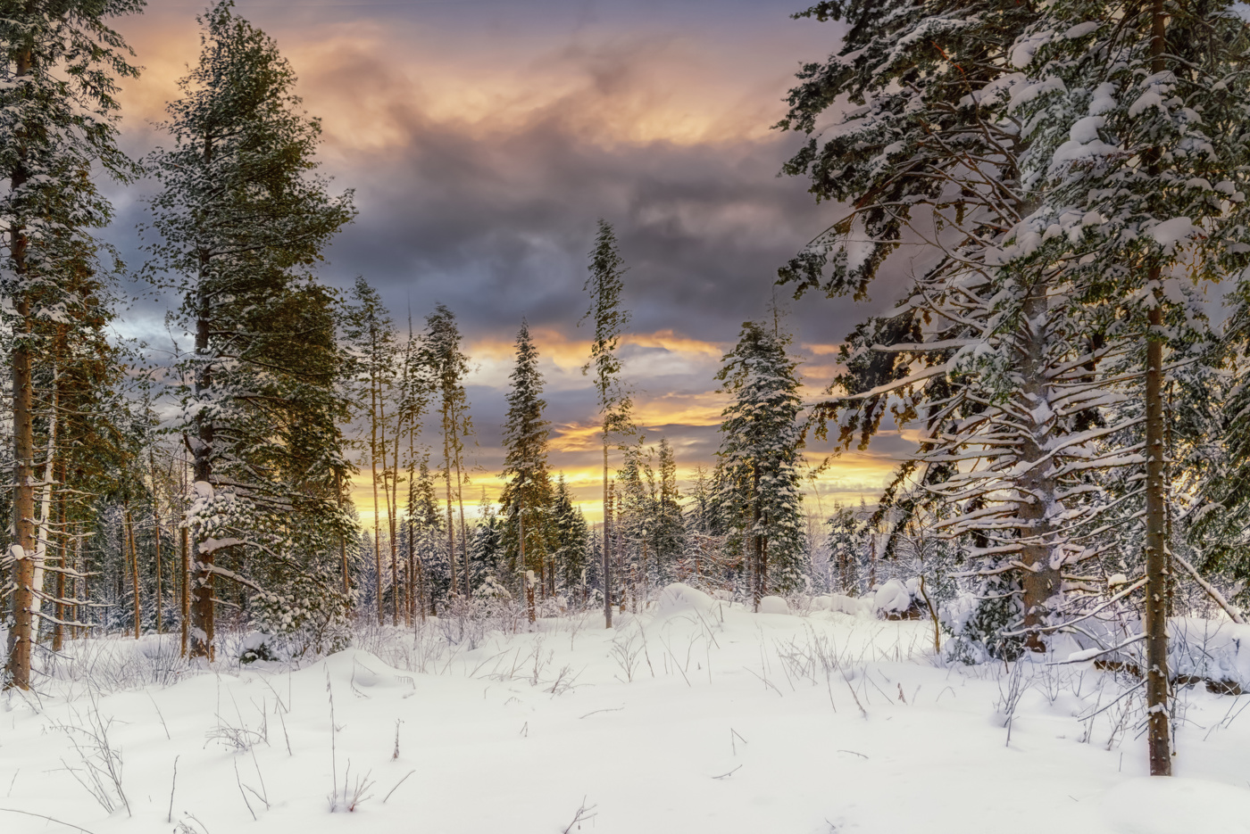 Зимняя Тайга красивые фото