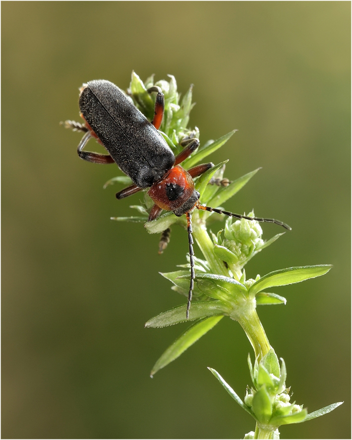 Cantharis Fusca