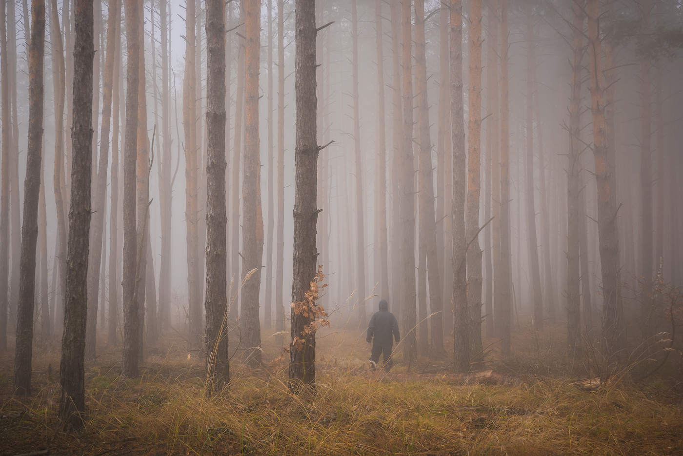 Леса Баварии туман