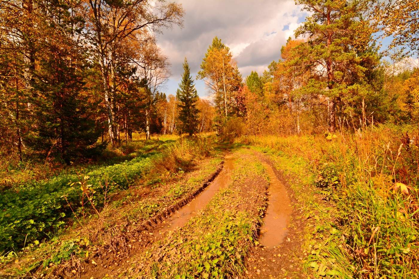 Купить Лес В Башкирии Цены