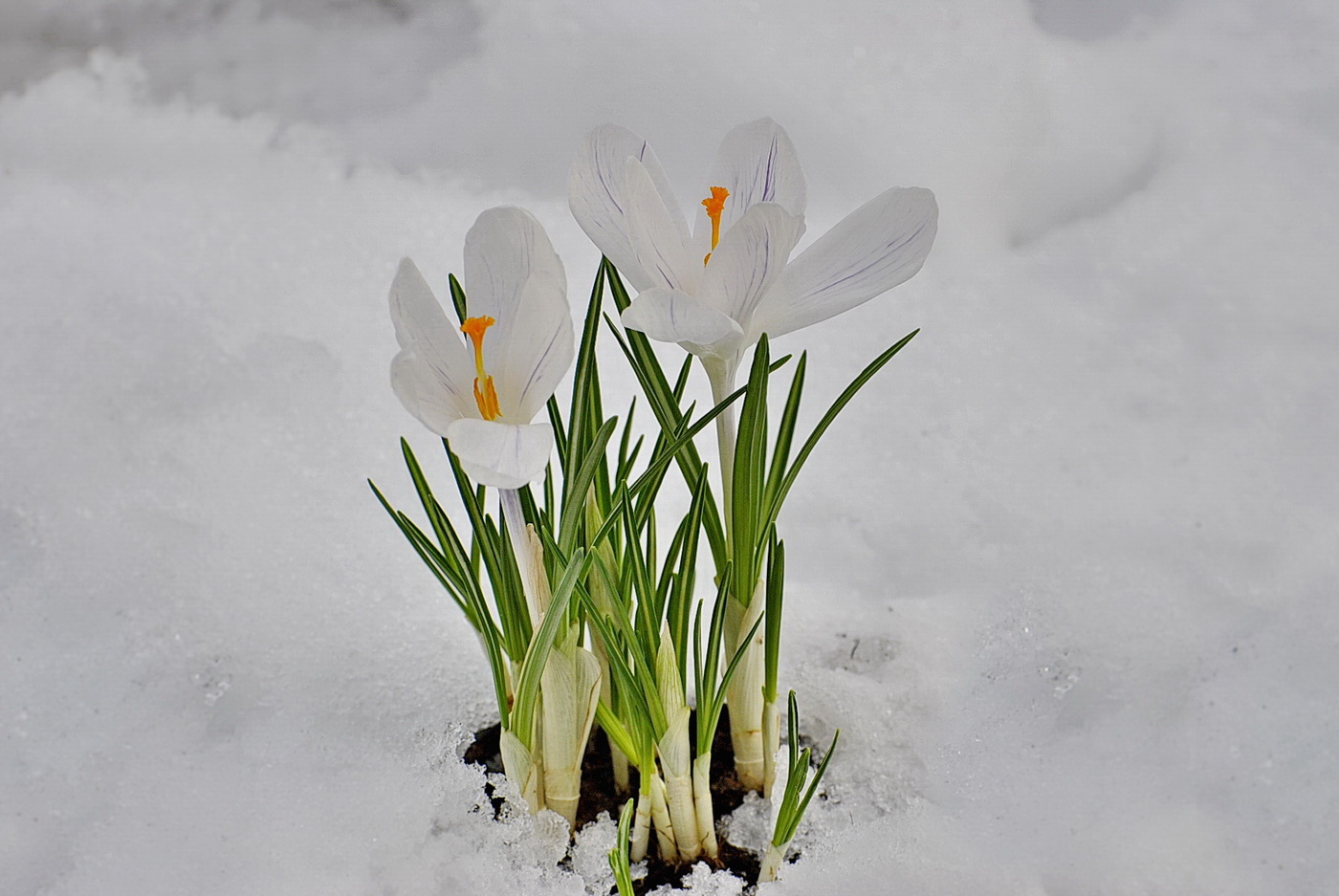 Цветок апрельский снег