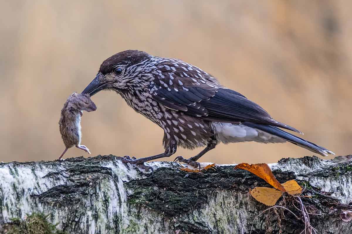 Птичка кедровка фото