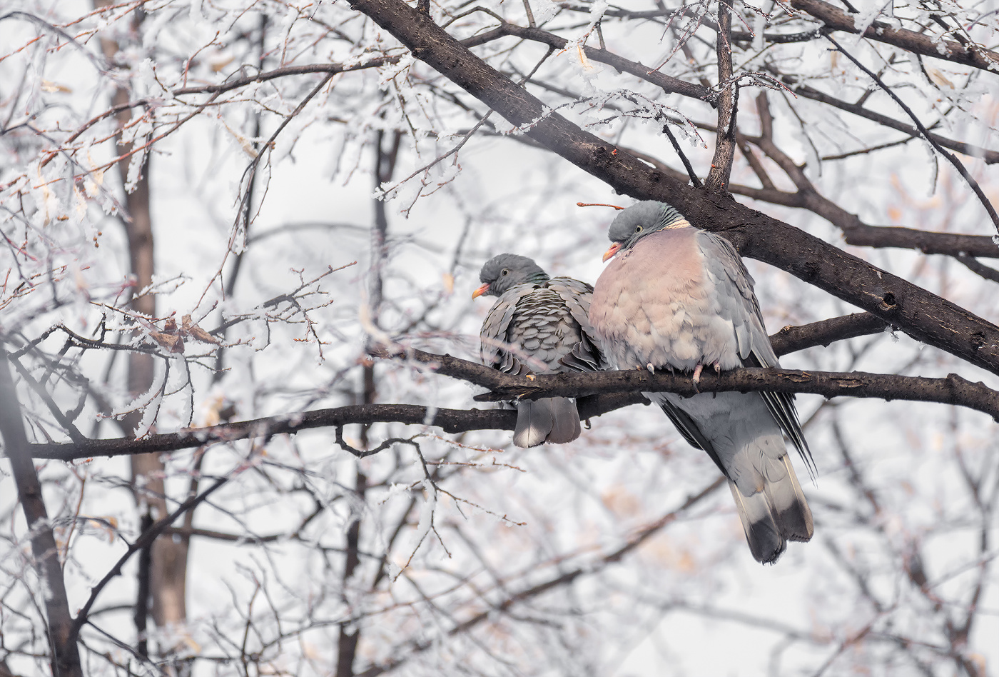 лесной голубь (вяхирь) / Зимой ранее мне не попадался вяхирь, есть  информация, что птица частично перелётная наверное она знает, насколько  суровая зима ожидается