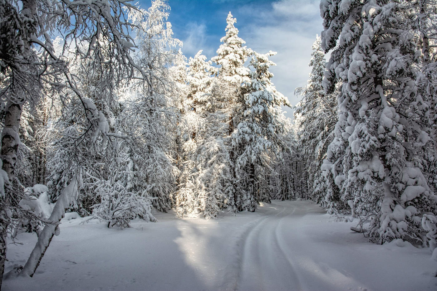 Зимний лес январь