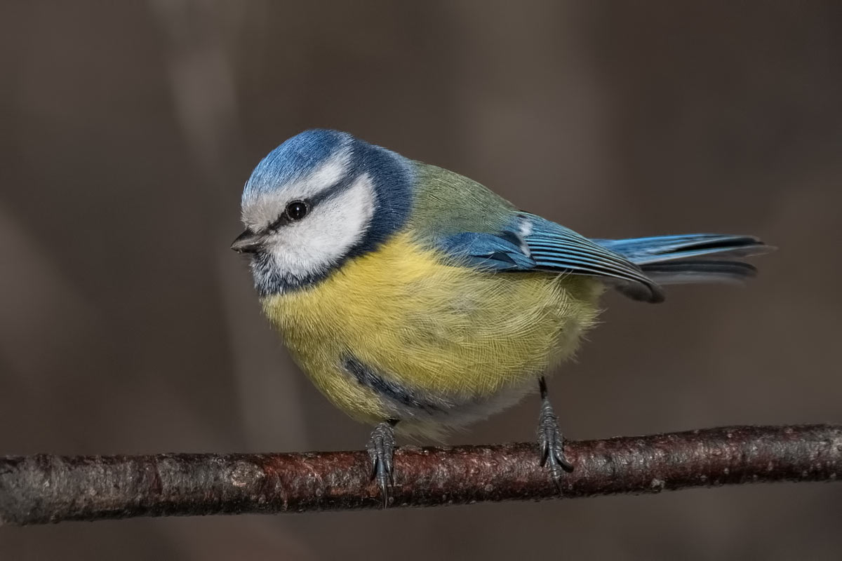 породы синиц. синичка московка. отряд воробьинообразные синица. голос синицы. синица лазоревка подвиды.