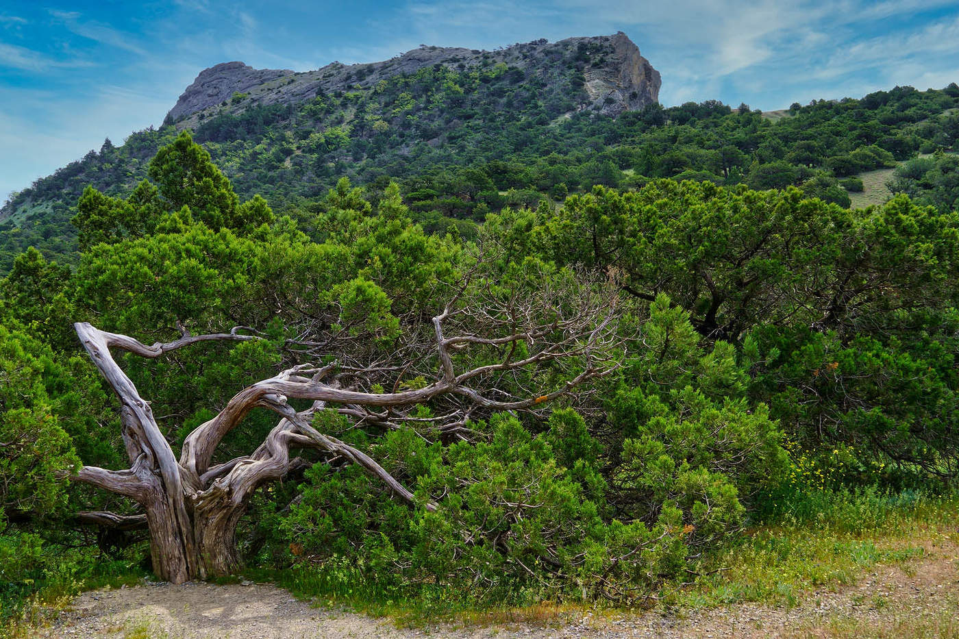 Новый свет Крым дерево туристическая тропа