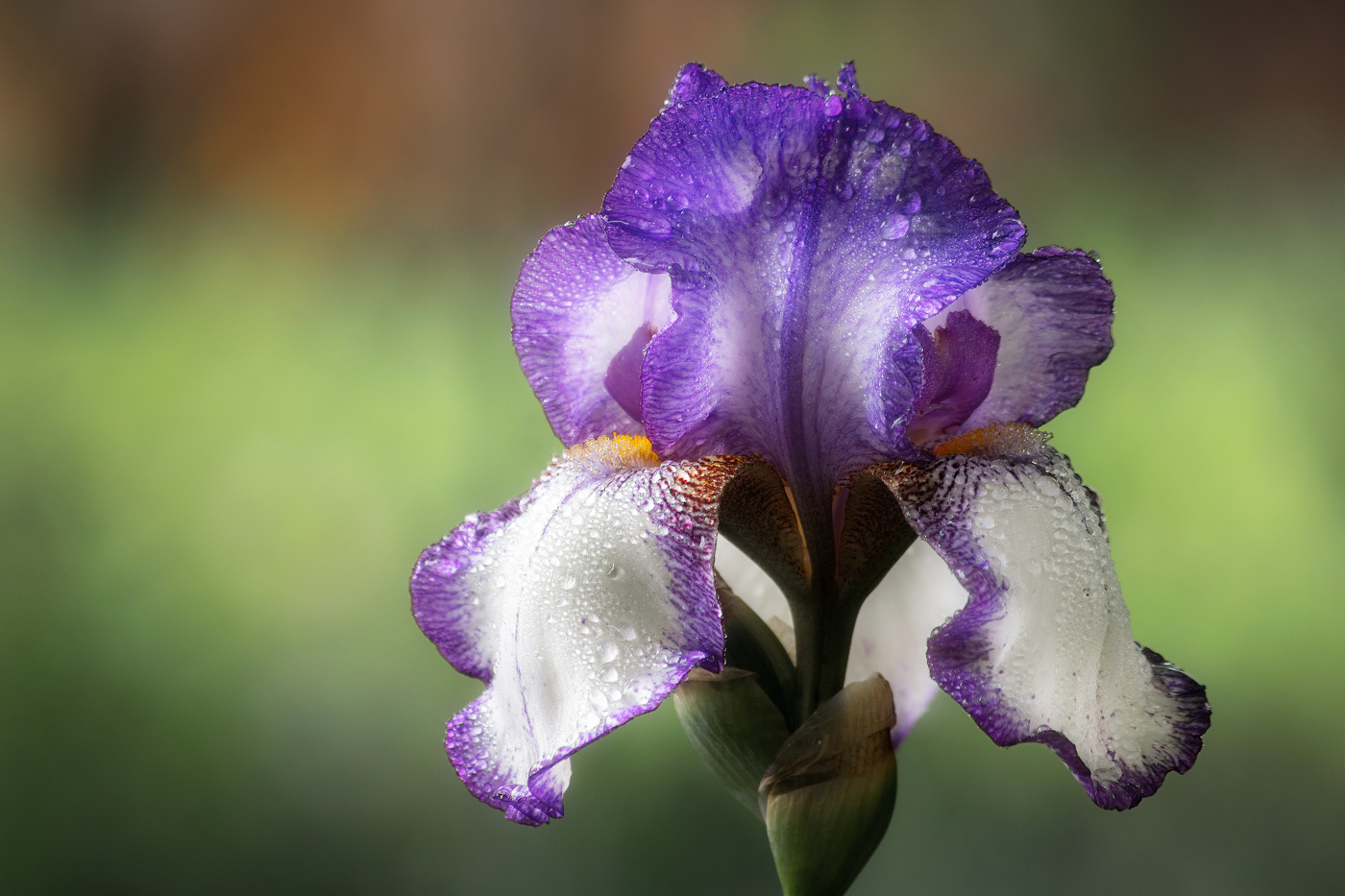 Iris Atropurpurea