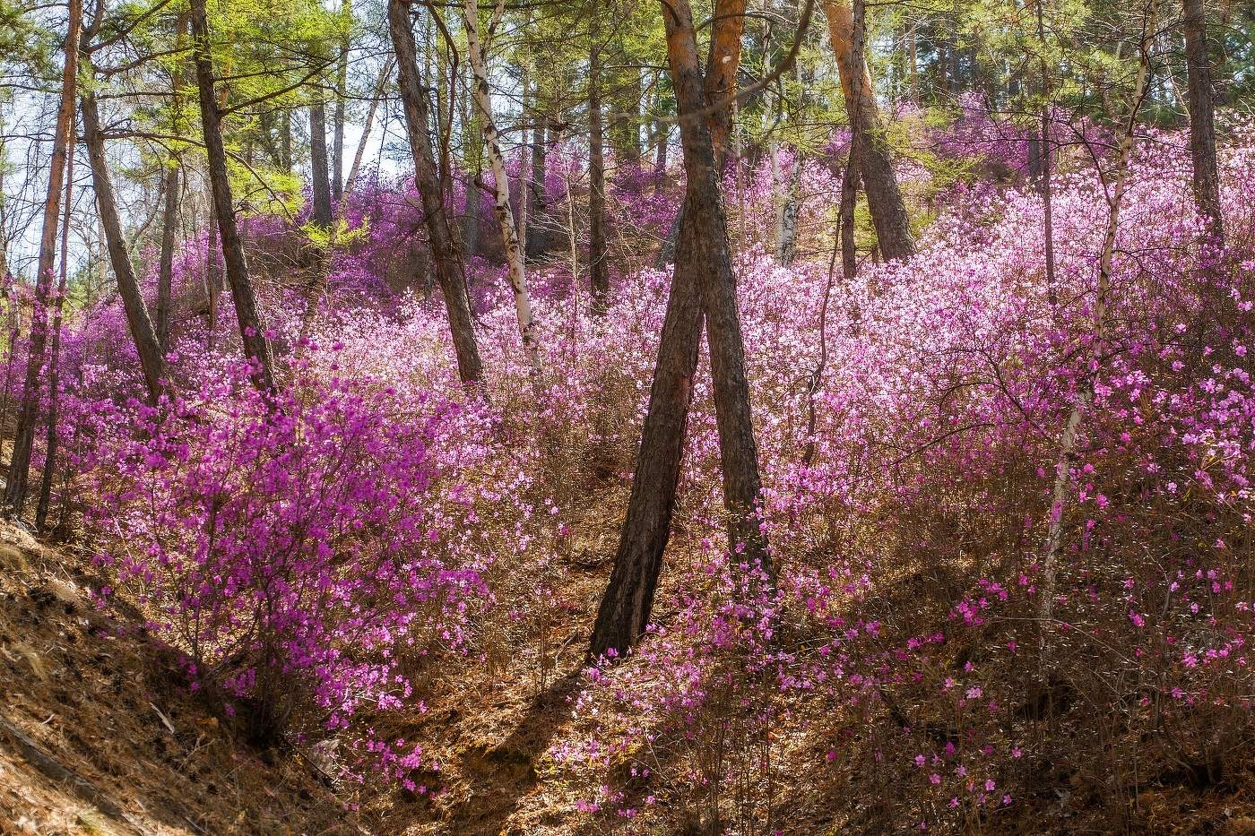 Весна в забайкалье фото