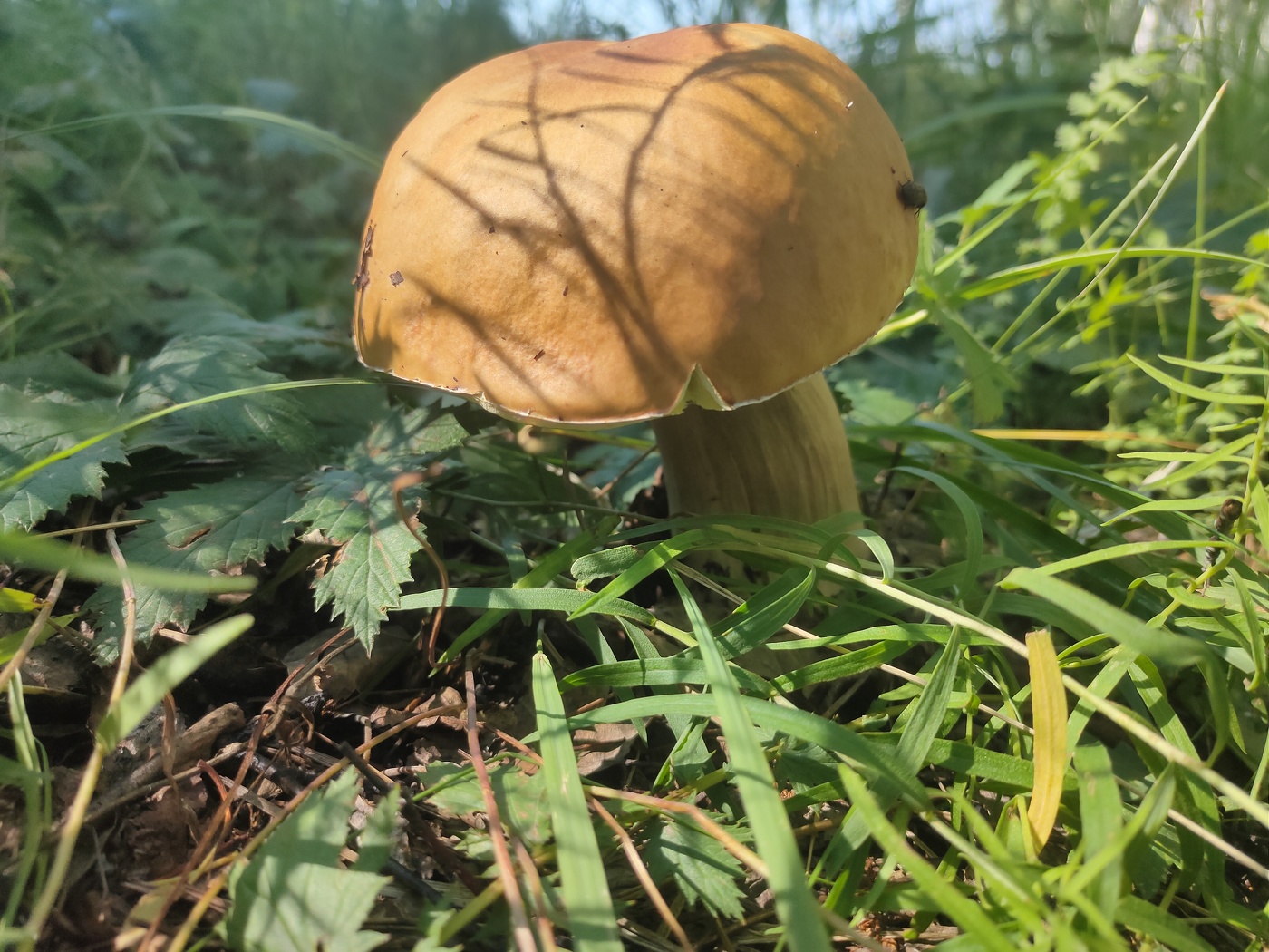 Лес под грибами
