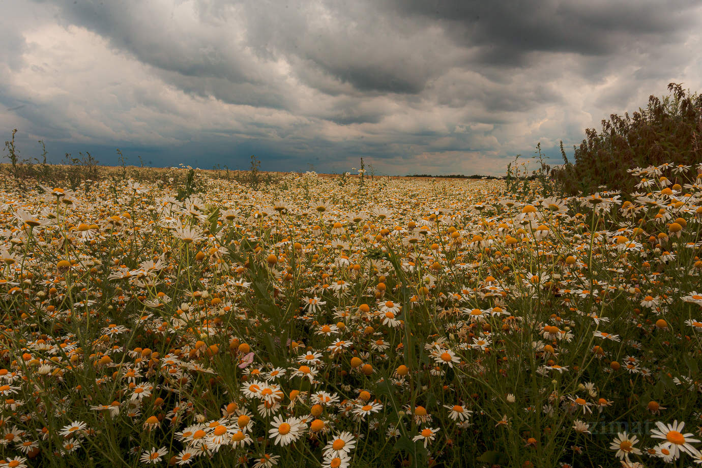 Ромашковые поля в Татарстане
