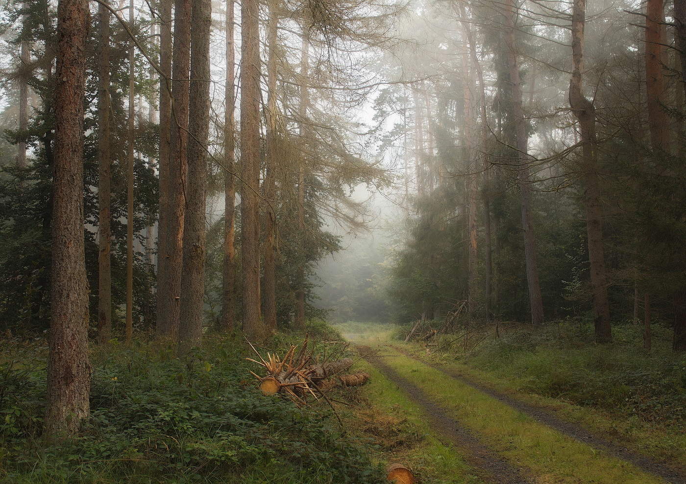 Фото утреннего леса