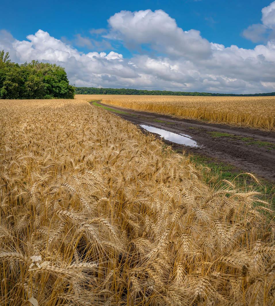 Поля с пшеницей в Белгородской области