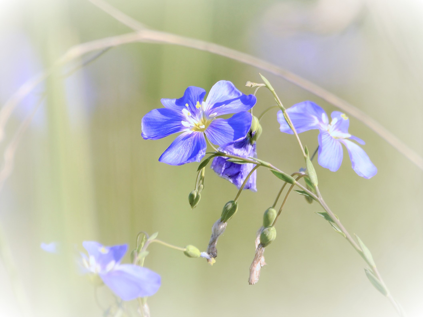 Цветок льна с росой для фотошопа