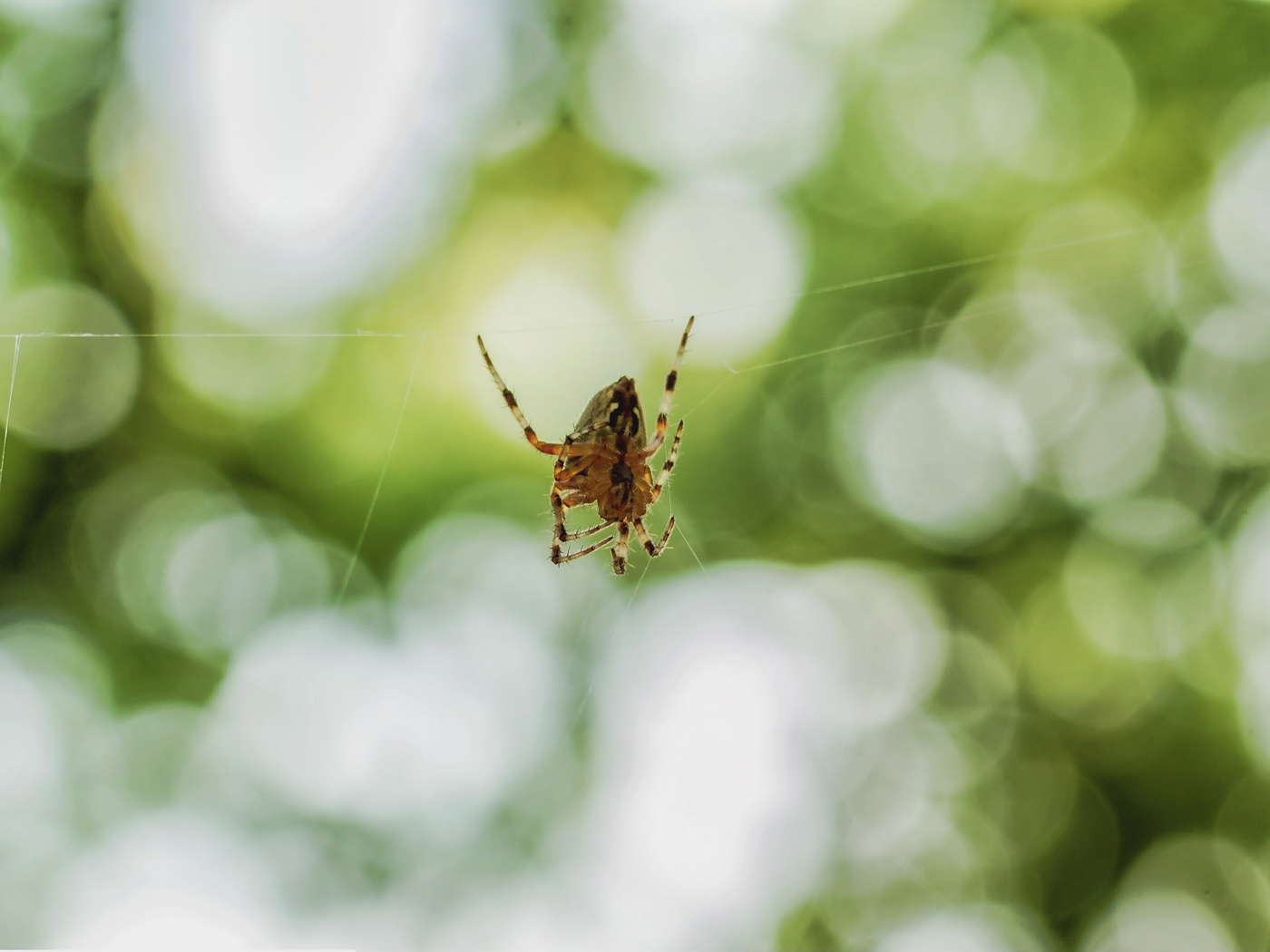 паучок утром. 2002 паучок на соревновании. букашки паук. паук бокоход на паутине. интересные пауки.